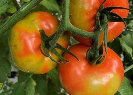 «Εμφάνιση του επιβλαβούς οργανισμού Tomato Brown Rugose Fruit Virus – ToBRFV (Ιός της καστανής ρυτίδωσης των καρπών της τομάτας) στην Ελλάδα